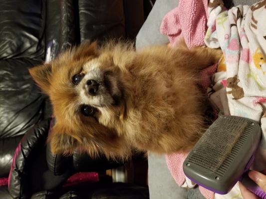 Here she is today, no more shedding!