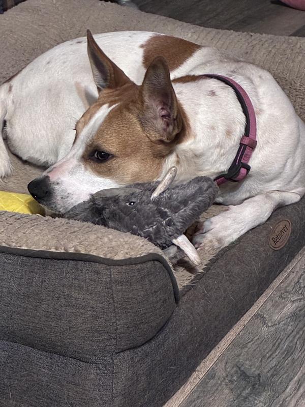 Poppy with her favorite toy