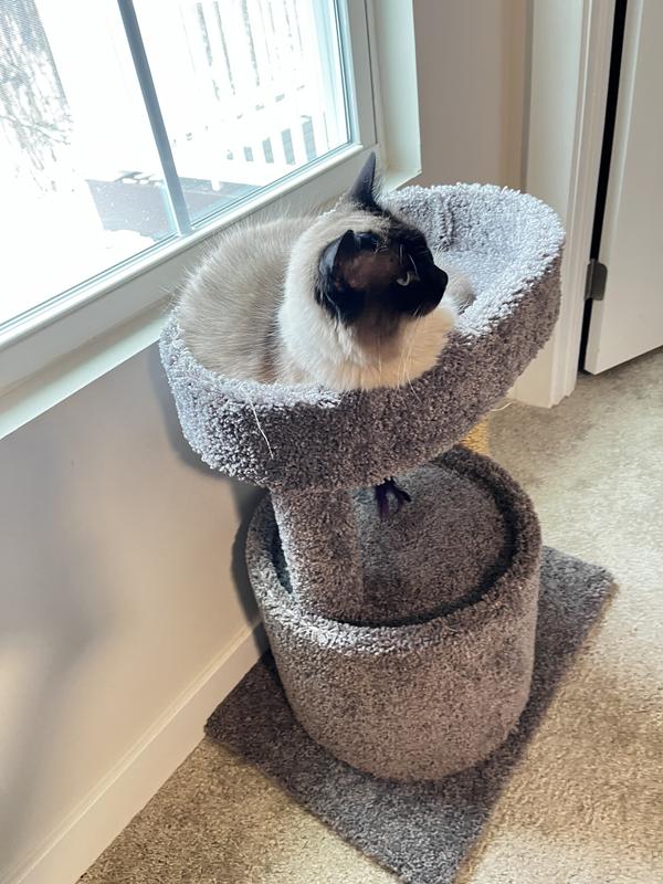 Iris clearance cat tree