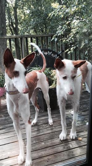 9 year old male wire fur, 1 year old female darker and smooth