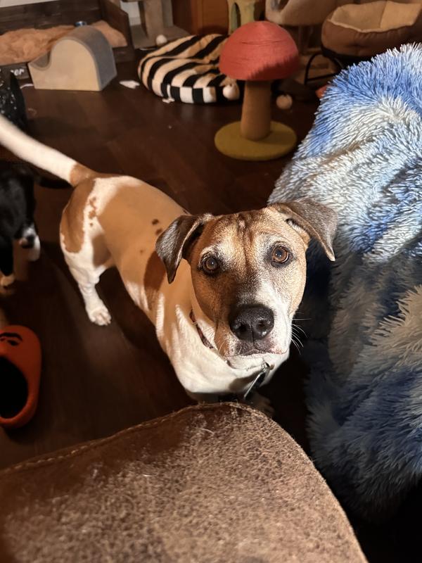 Ruger waiting on his