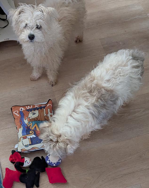 choosing her favorite