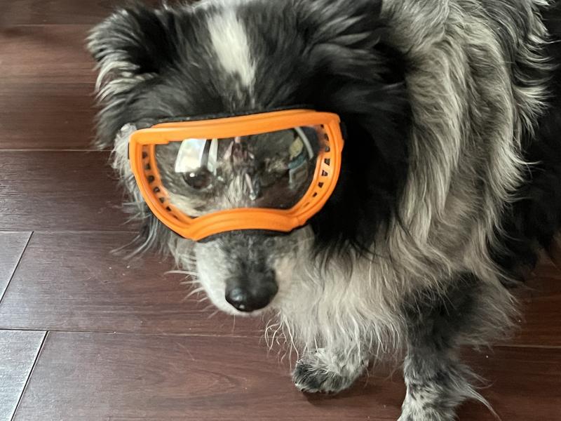 Discontinued - REX SPECS V2 Dog Goggles, Big Horn Blue, X-Large - Chewy.com