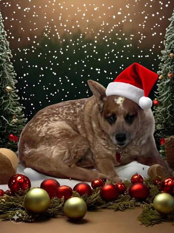 Christmas with Journey. She’s my blind, 14 year old love sponge.