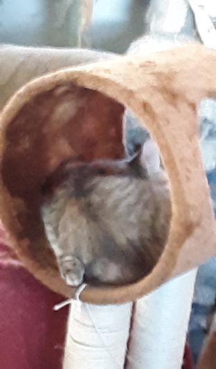 Lightning loving her new condo.