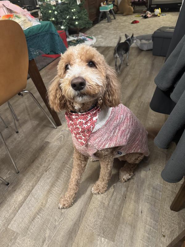 Mochi in her new duds!