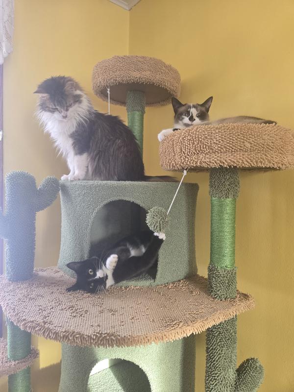 Cats enjoying their new tree