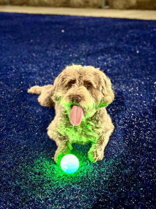 Enzo loves the glow ball!