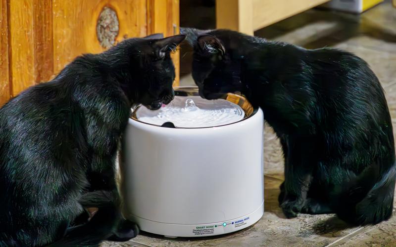 Raven and Luna share the fountain