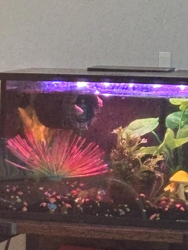 Finn peeking out of his floating log