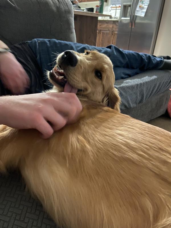 Happy and healthy Sam Fluffy