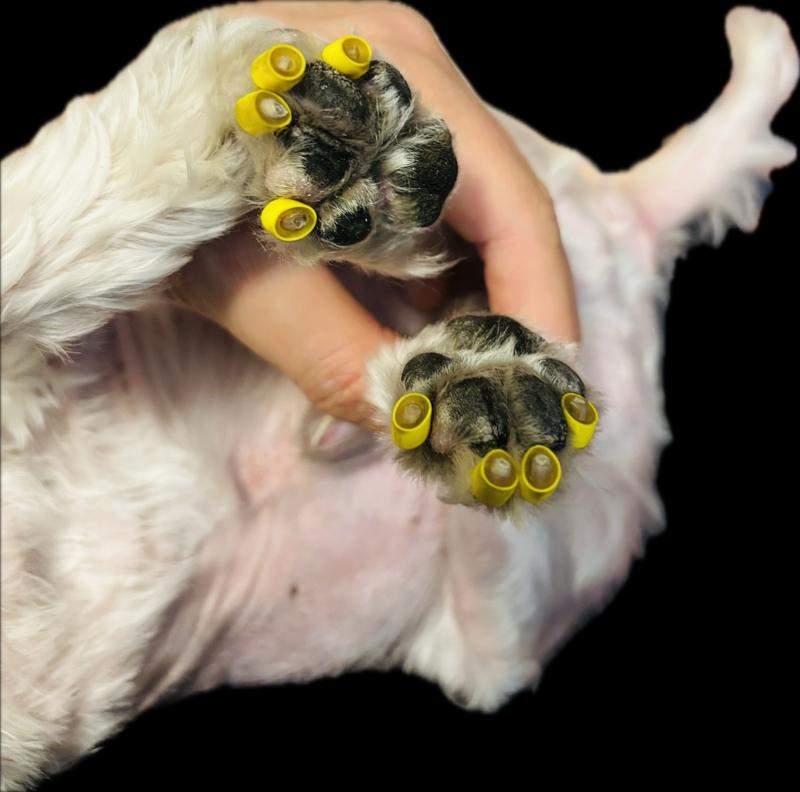 Product Reviews for DR. BUZBY'S ToeGrips Dog Nail Grips, 20 count