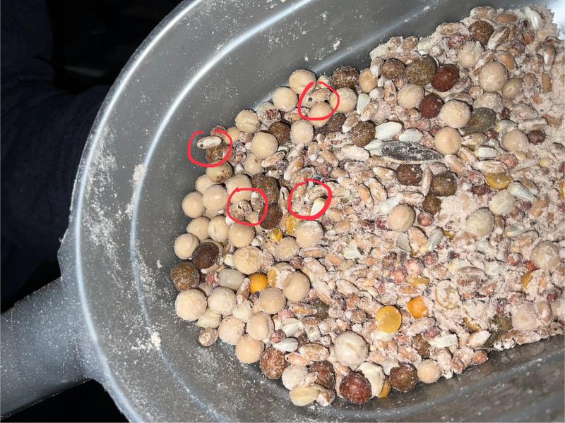 Seeds with holes, and powdery substance