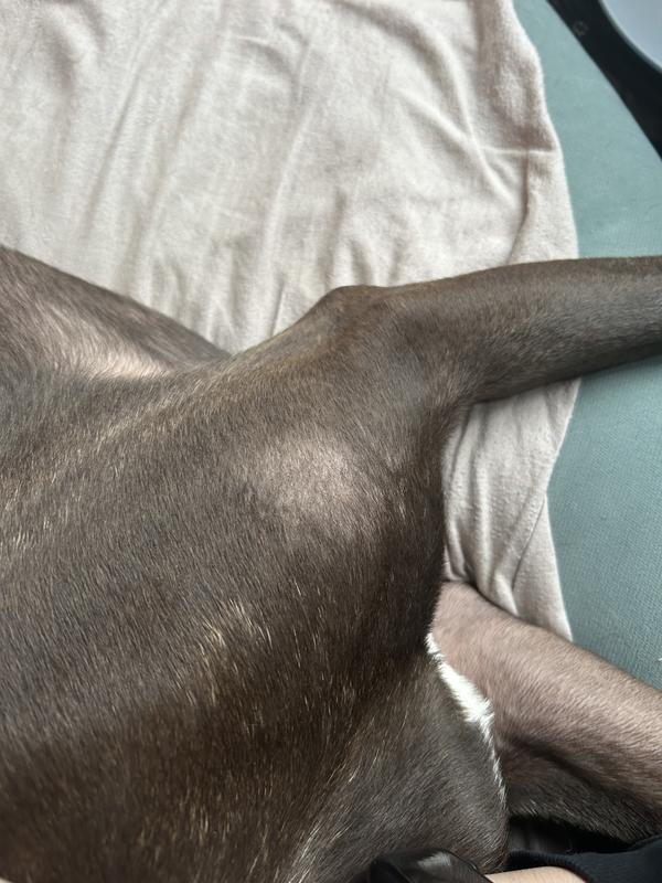 this showed up on both of his shoulders after he wore the jacket a few times.