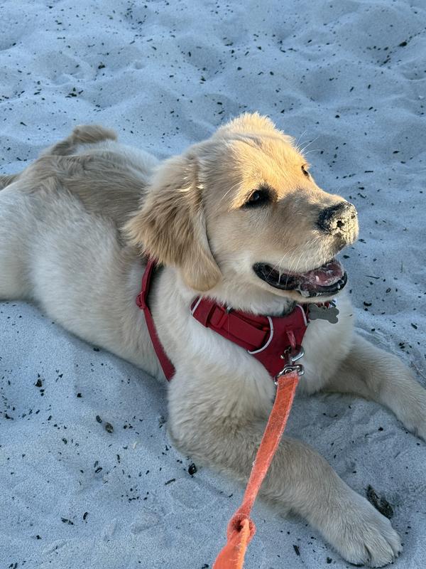 Baby MacGuyver in his Ruff Wear harness enjoying the dunes near our home in Carmel by the Sea.