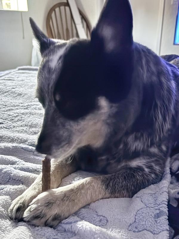 My Bear eating the beef natstick