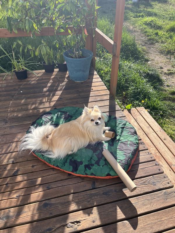 bean resting on her dog bed outside in the scattered sunshine