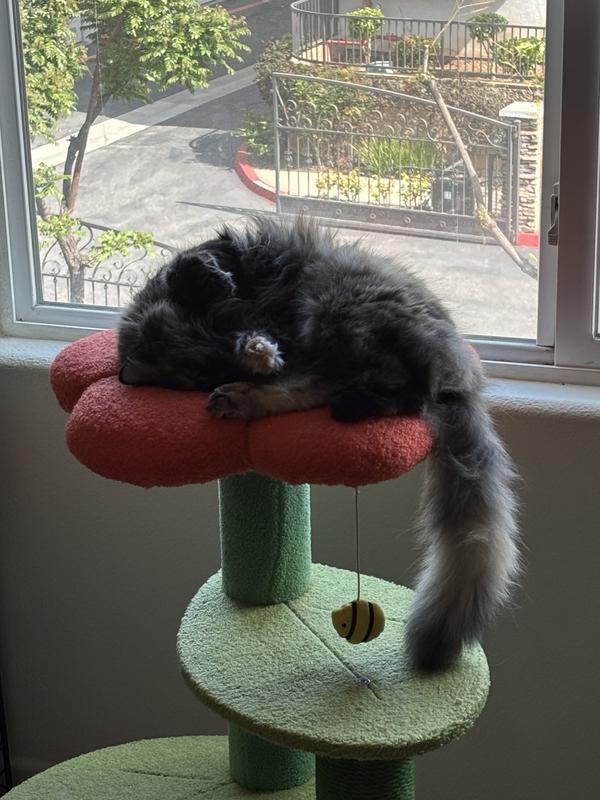 Kitty nap time