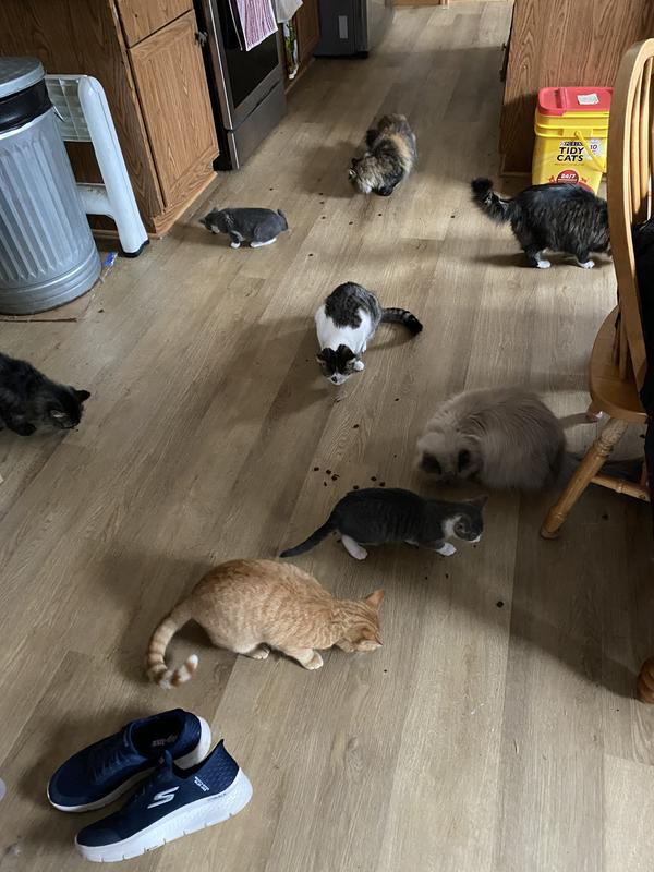 Like feeding Chickens