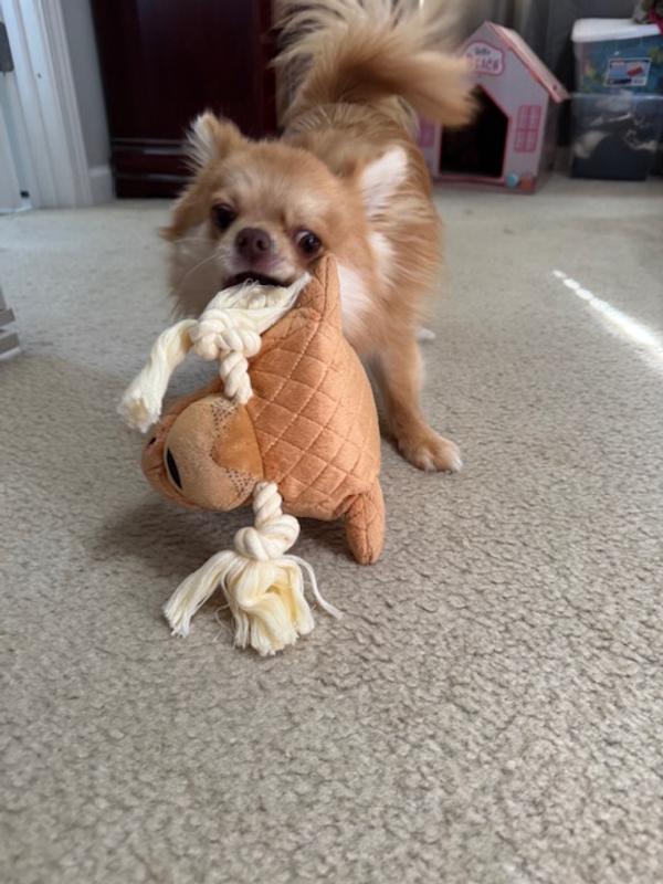 The tusks are easy for him to grab.