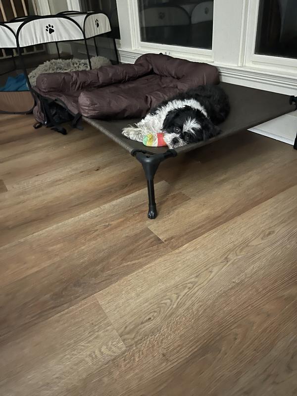 My dog loves this bed!