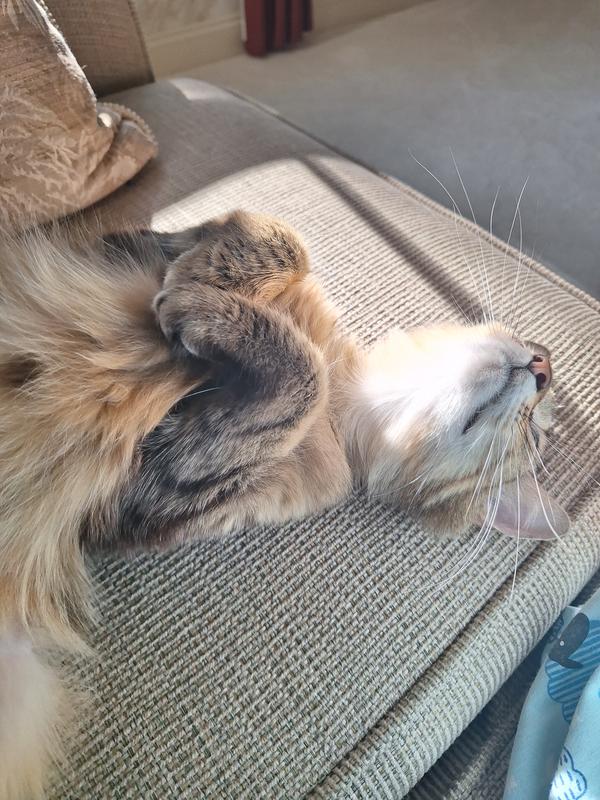 She loves Tiki Cat food.