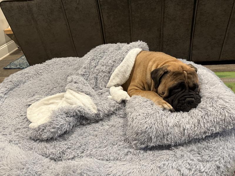 125lb dog tucked in with room to spare