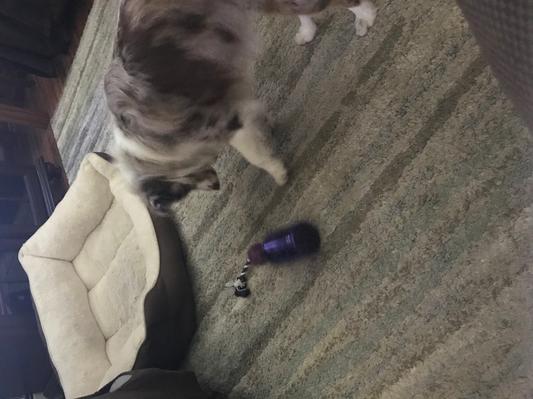 PetSafe Busy Buddy Tug A Jug Dog Toy - Durham, NC - Barnes Supply Co