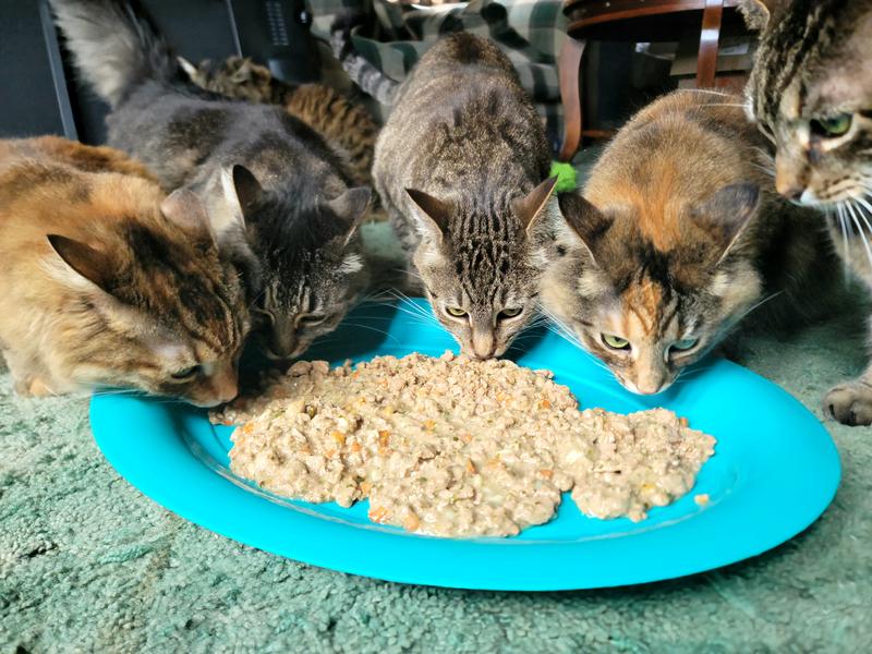 a part of the kitties eating
