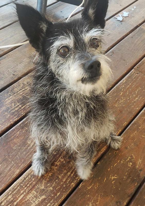 Shampoo lathered up really well on my longer haired dog. Z freshly bathed and smelling nice!