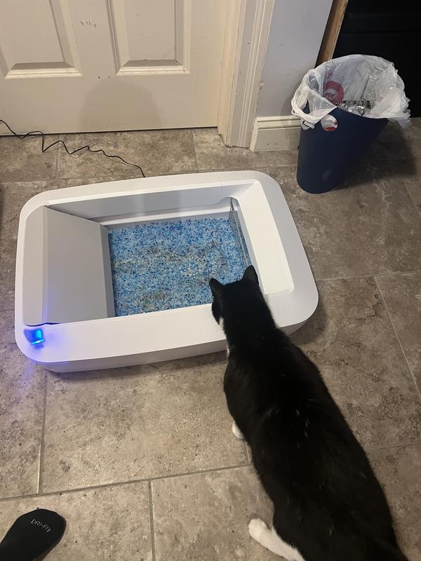 Cat investigating it