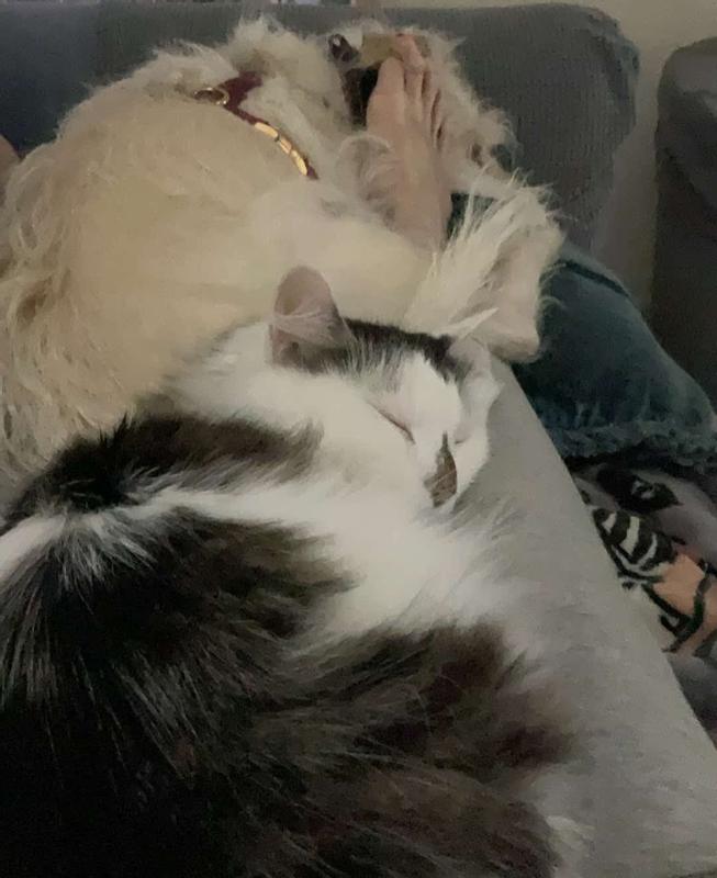 Kizzy the kitty with her K9 momma