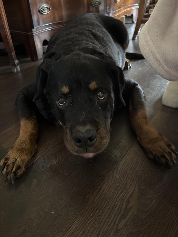 Dougie much happier and less itchy!