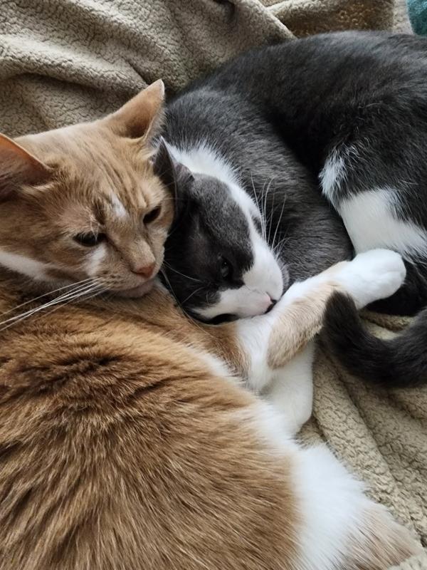 My little fir babies