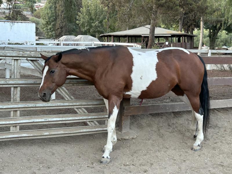 Foxy 24 year-old paint