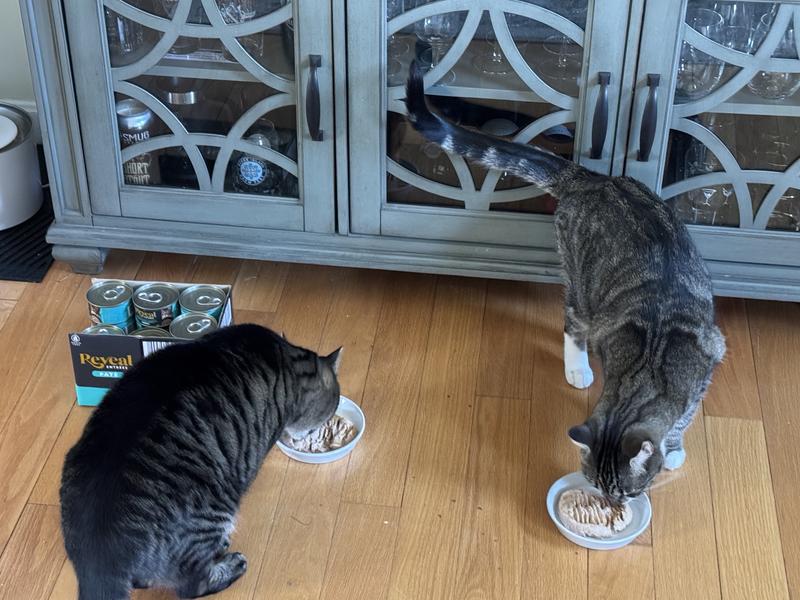 2/2 cats approved of this food!