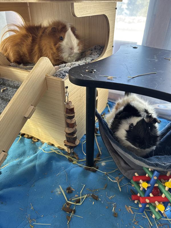 Our two piggies lounging in comfort!