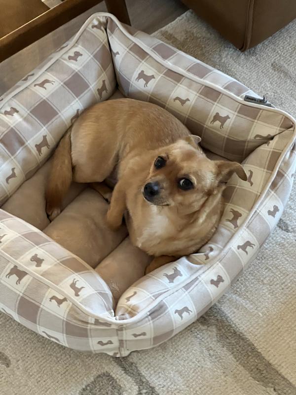 Ginger in her new bed