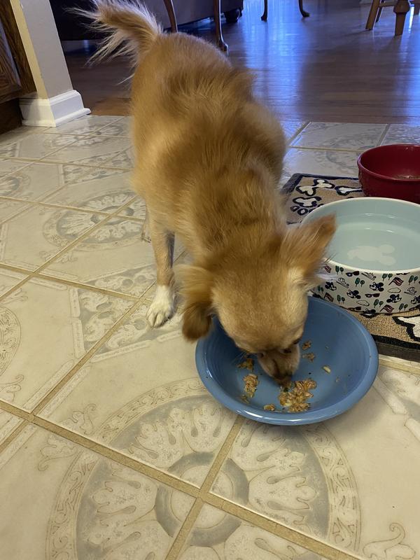 Cleans it up, then goes to lick the other dog’s bowls!