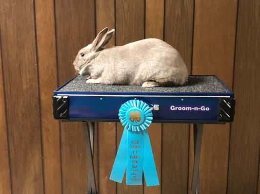4-H Prize winning Bunny!