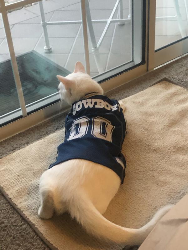 Dallas cowboys hot sale cat jersey