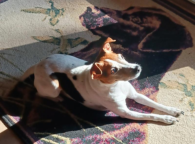 Sweetest jack you'd ever met