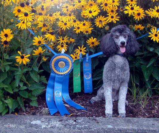 Taxi went High In Trial at a show in Oregon.