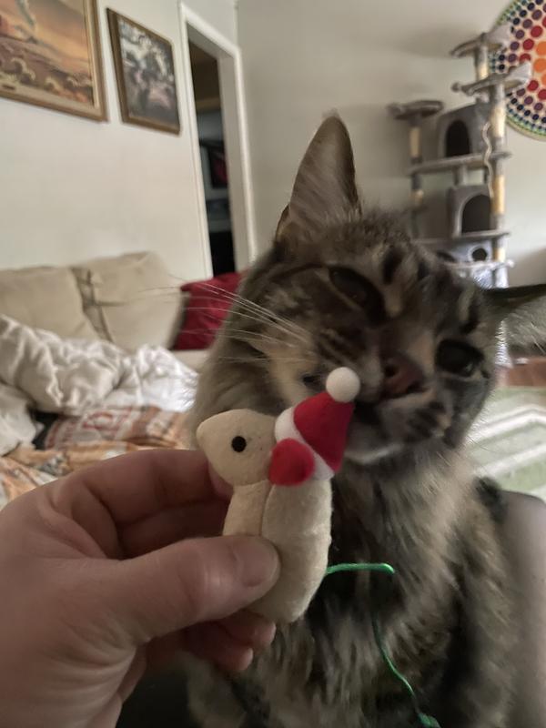 Cat with Holiday Mouse Toy
