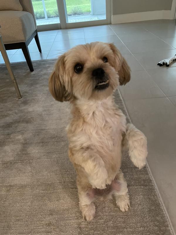 Mommy, can I have another treat