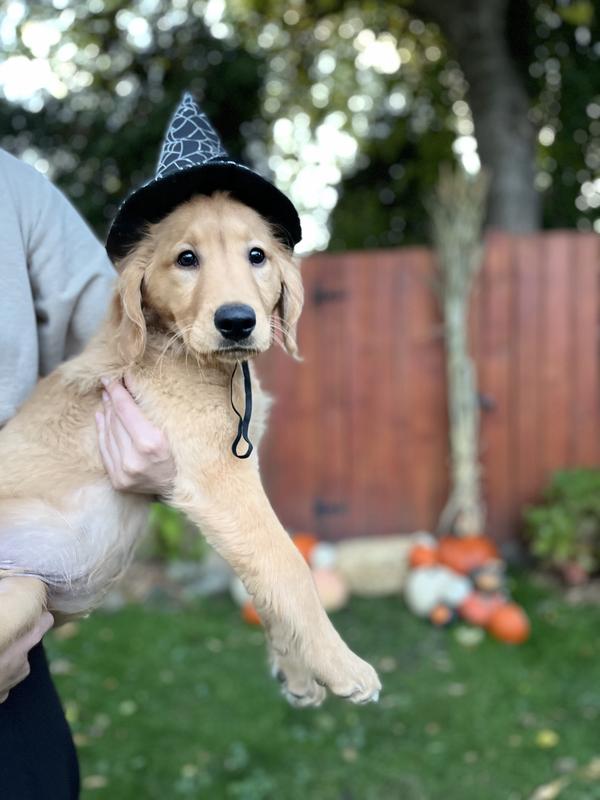 Gumbo in his witch hat