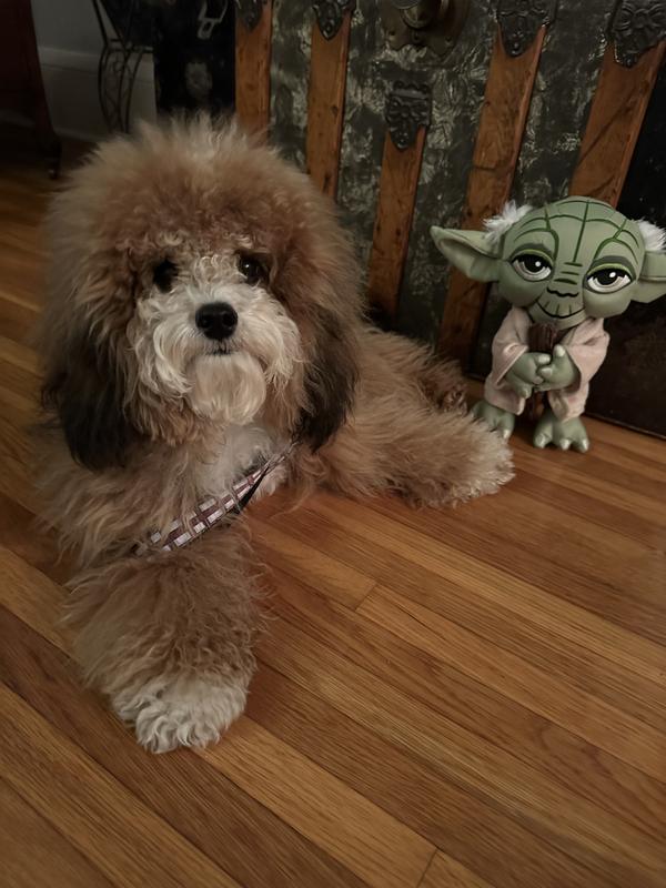 @littleolliesunshine looking like Chewy