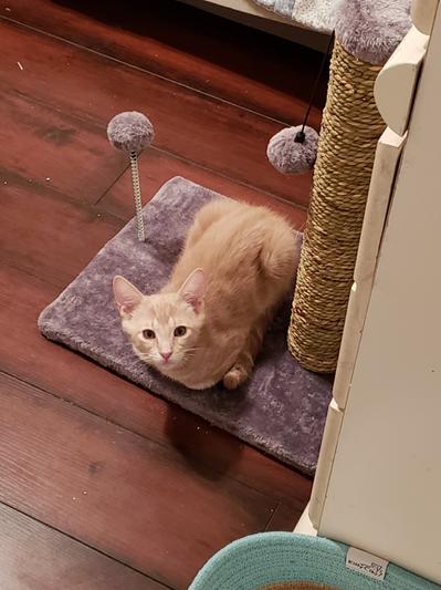 WHISKAS Purrfectly Fish Pouches with Salmon Snapper Shrimp Cat
