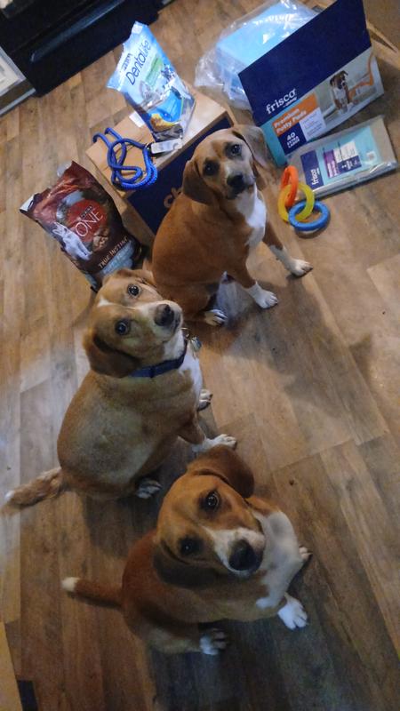 My 3 Chewy kids.