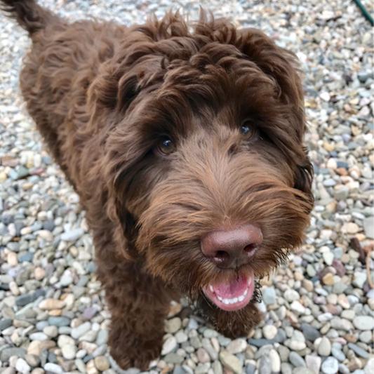 The happiest puppy on earth
